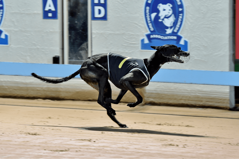 Barking Bad winning Gosford Cup