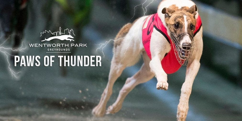 Paws of Thunder greyhound betting